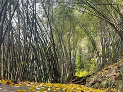 -铁山坪森林公园