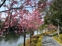 -新江湾城公园
