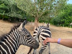景点-北京野生动物园