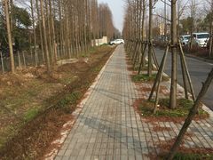 -上海长兴岛郊野公园