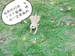 -灵玲国际马戏城