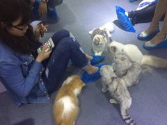 -喵的天空名猫咖啡馆·撸猫·猫舍·用品