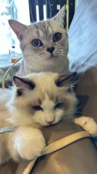 -Hair Code芭曲发型