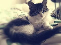 -瑞鹏宠物医院犬猫全科(真大分院)