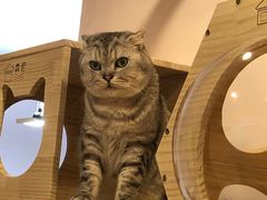 -猫咪派对(江南西店)