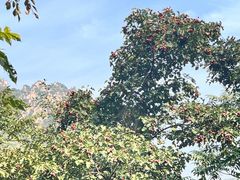 -大岭沟猕猴桃谷风景区