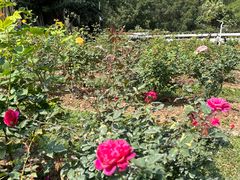 -人民公园(罗湖区)