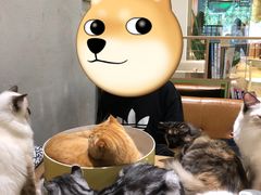 -藏猫猫咖啡主题馆(中央大道店)
