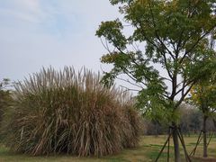 -盘龙城国家考古遗址公园