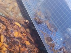 -冀粤香海鲜自助餐厅(西美五洲店)