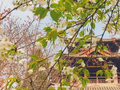 -西安青龙寺遗址景区