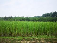 -东郊湿地公园