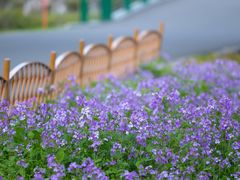 -白塘生态植物园