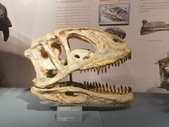 -自贡恐龙博物馆
