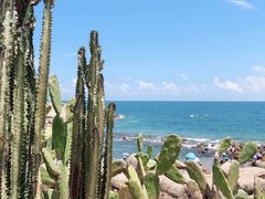 -广东惠东海龟国家级自然保护区