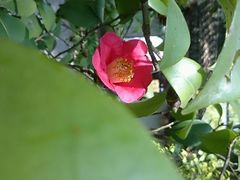 android_upload_pic-济州岛泰迪熊博物馆