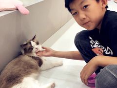 -糯米喵星人·撸猫猫舍咖啡馆(西市场嘉华店)