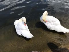 -海德公园
