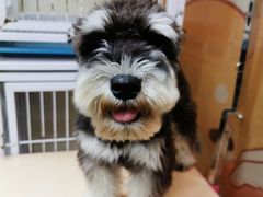 -小尾巴宠物店(万科·金域华庭店)