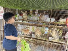 -樂桃源奉贤黄桃种植采摘基地