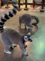 -Zoolung Zoolung动物主题公园(海信广场店)