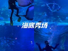 -烟台海昌鲸鲨海洋公园