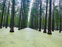 -渌洋湖湿地公园