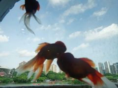 -珠海圆明新园
