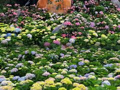 -天适樱花悠乐园