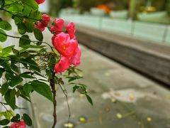 -日出青木·杭帮菜名店