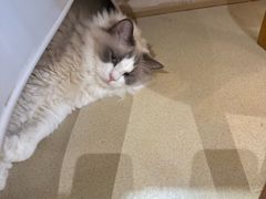 -藏猫猫咖啡主题馆(中央大道店)