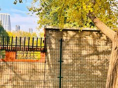 -三里屯东五街银杏大道