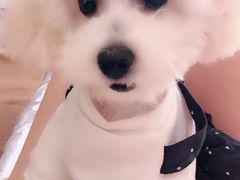 -帕帕拉兹宠物(亚洲旗舰店)