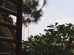 -名树园