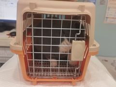 -纳吉亚猫专科动物医院·北北分院