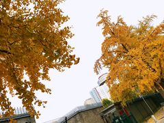 -三里屯东五街银杏大道