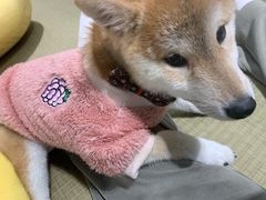 -逗柴咖啡屋·狗咖猫咖宠物桌游