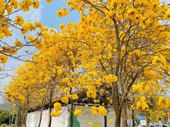 -天适樱花悠乐园
