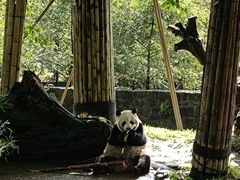 -都江堰中华大熊猫苑