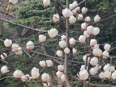 -上海植物园-4号门售票处