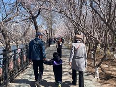 -桃花堤公园