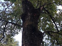 -九华山风景区月身宝殿