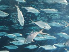 -上海海洋水族馆