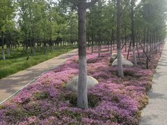 -汉长安城未央宫国家考古遗址公园