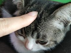-喵店&猫咖