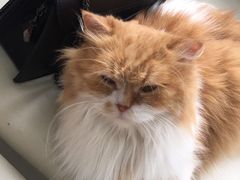 -喵的天空名猫咖啡馆·撸猫·猫舍·用品