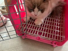 -佳雯宠物医院·皮肤科·内外科(春晓路分院)