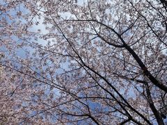 -高东镇樱花园