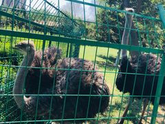 -长白岛森林公园