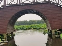 -荷塘月色湿地公园·向阳花洲